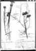 Vernonanthura loretensis image
