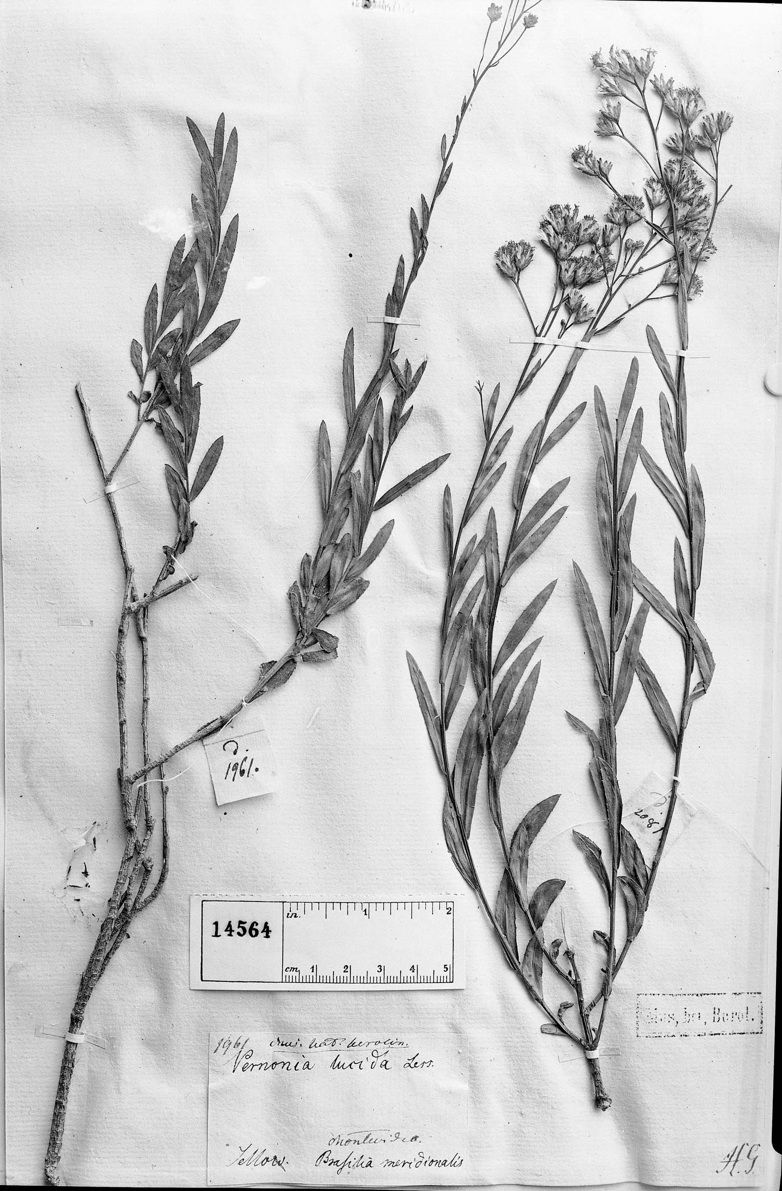 Vernonanthura lucida image