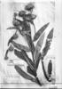 Vernonia macrocephala image