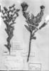 Lessingianthus niederleinii image