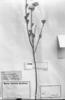 Vernonia nitens image