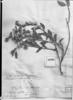 Lepidaploa obtusifolia image