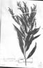 Lessingianthus octanthus image