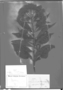 Vernonanthura paludosa image