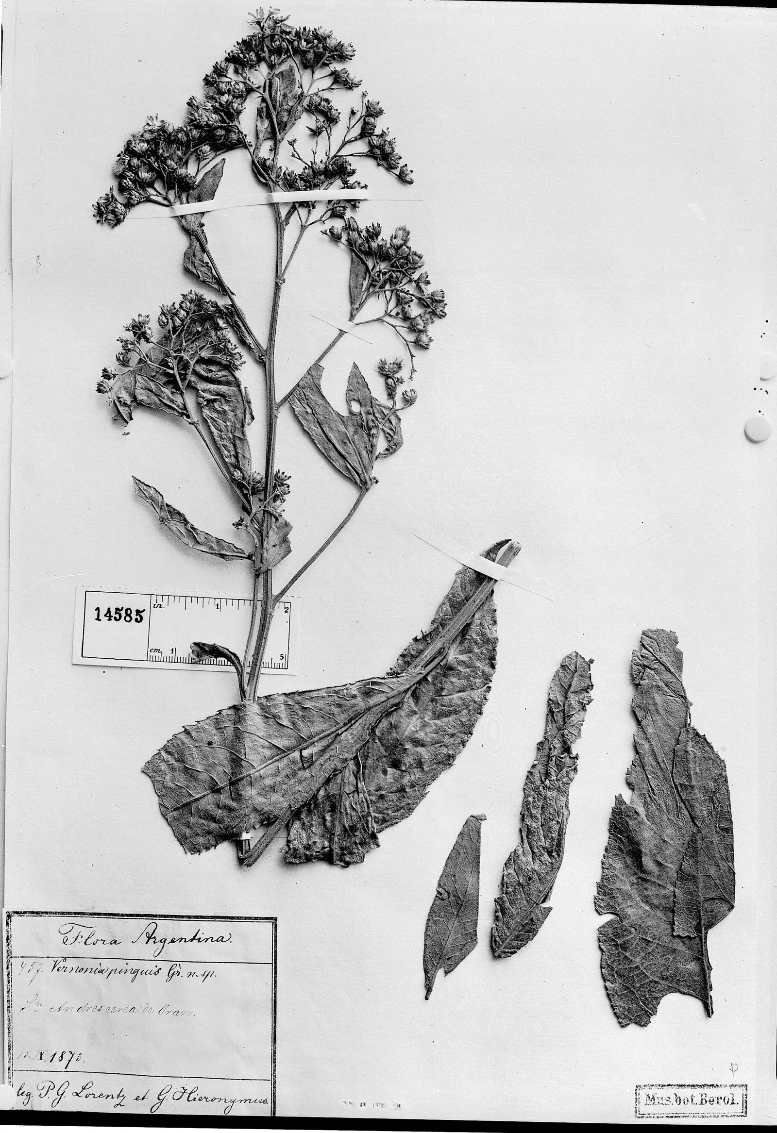 Vernonia pinguis image