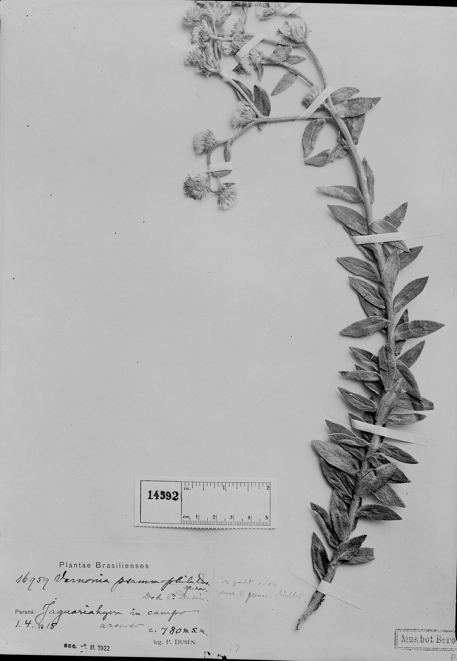 Vernonia rhodanthoidea image