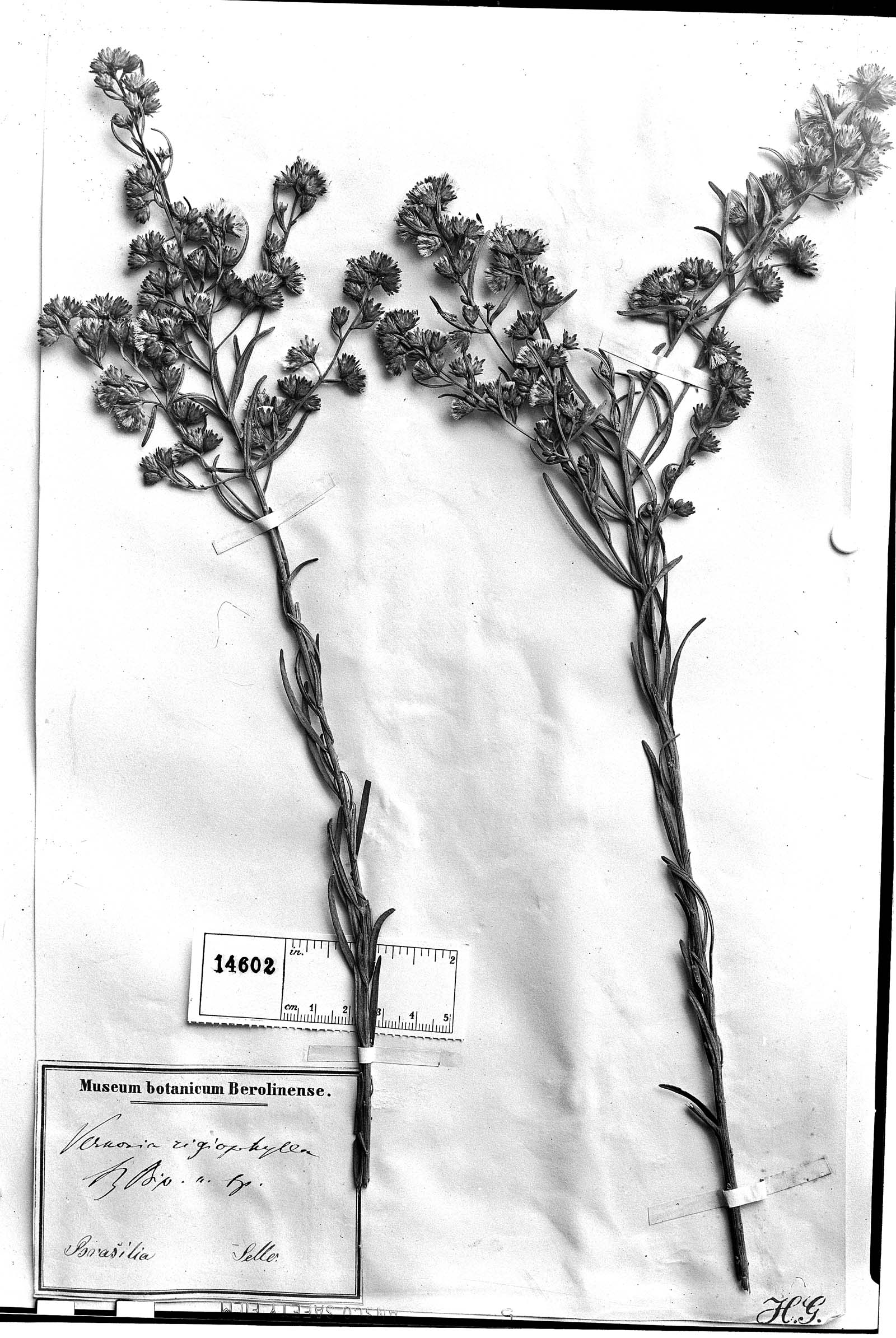 Vernonia rigiophylla image