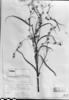 Vernonia rubricaulis image