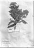Vernonia ruficoma image