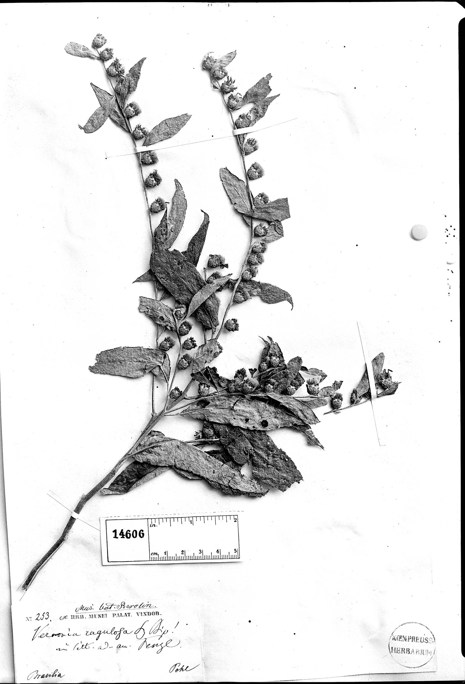 Lessingianthus rugulosus image