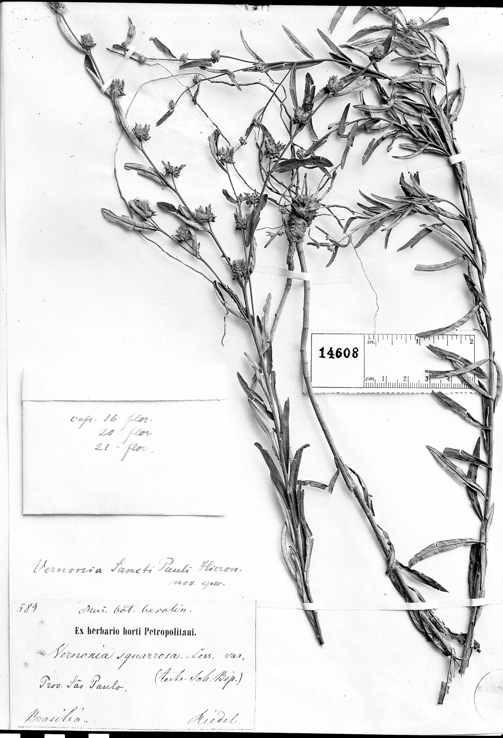 Lessingianthus sancti-pauli image