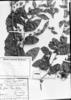 Vernonia saltensis image