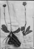 Lessingianthus sellowii image