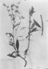 Lepidaploa gracilis image