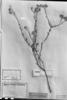 Echinocoryne stricta image