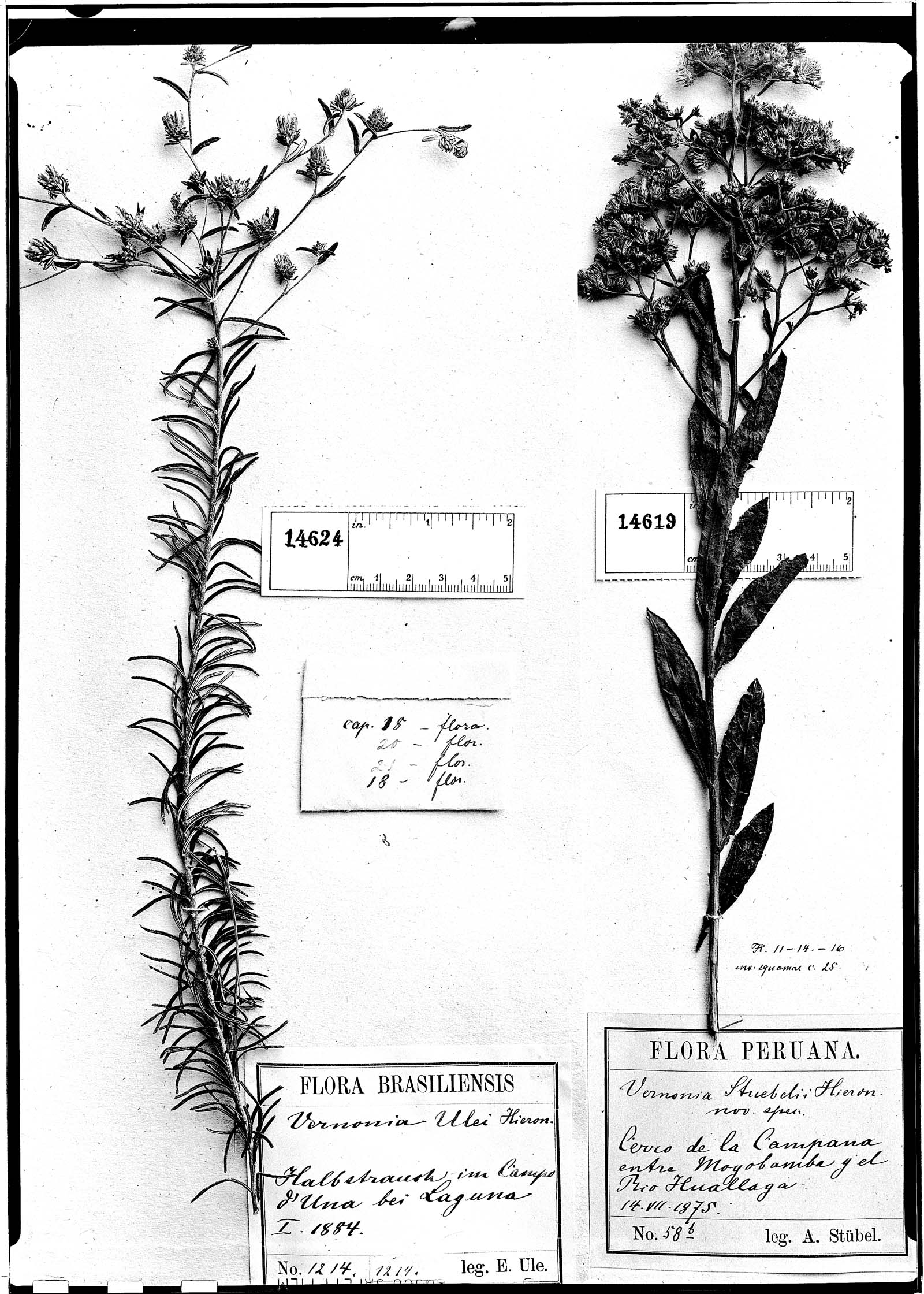 Vernonia stuebelii image
