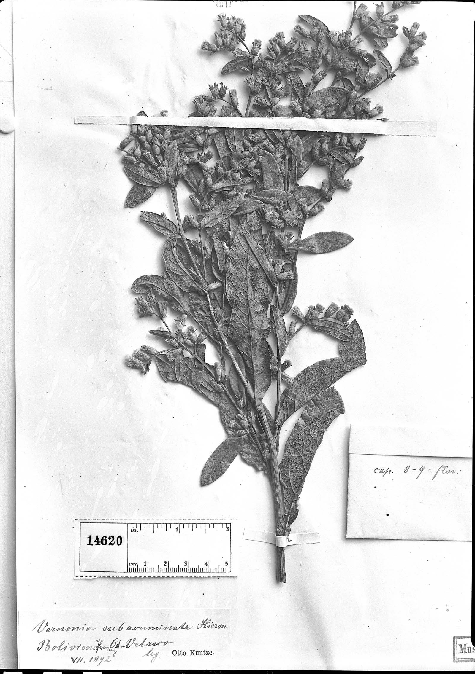 Lessingianthus obtusatus image