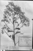 Vernonanthura subverticillata image
