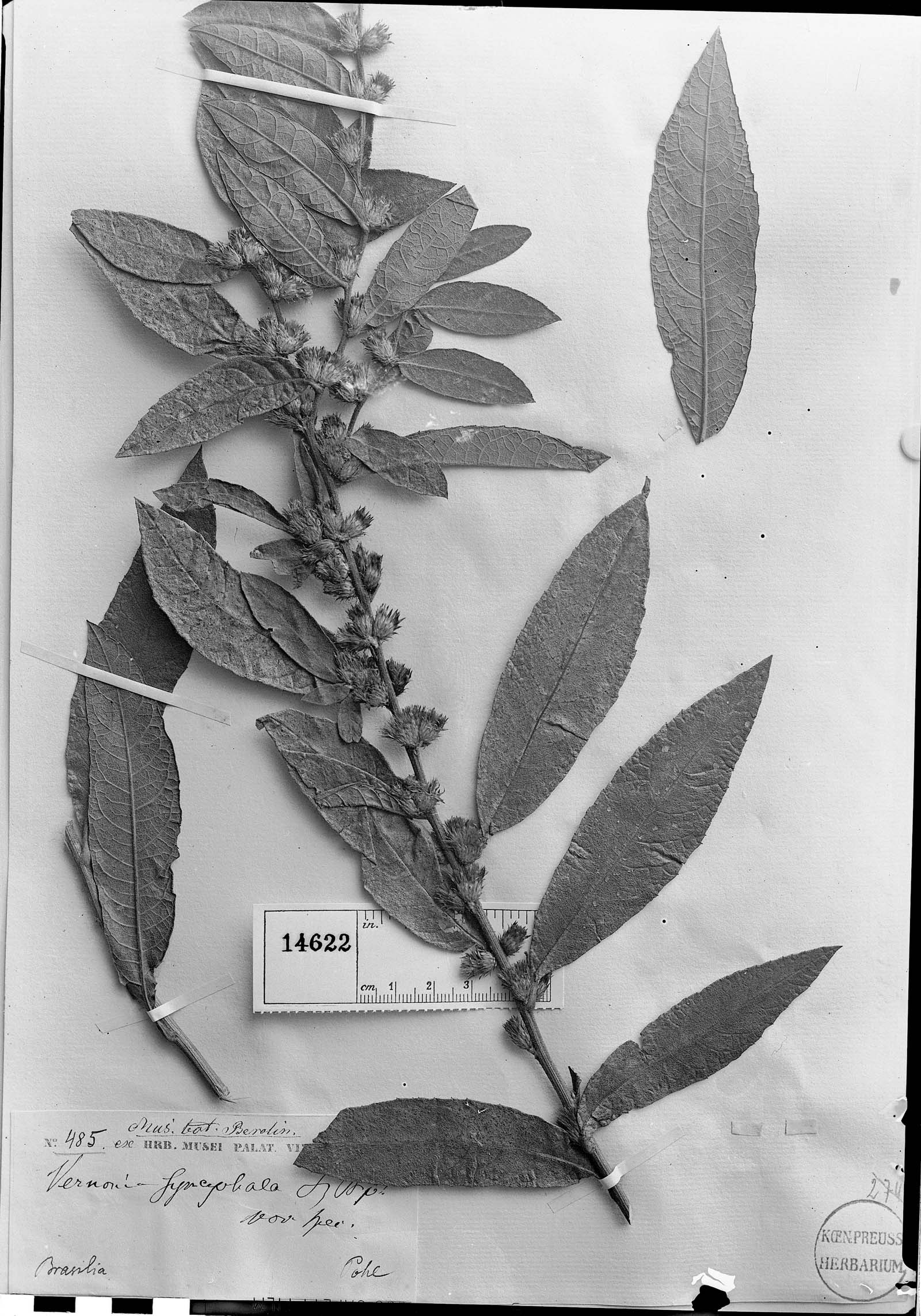 Lessingianthus syncephalus image