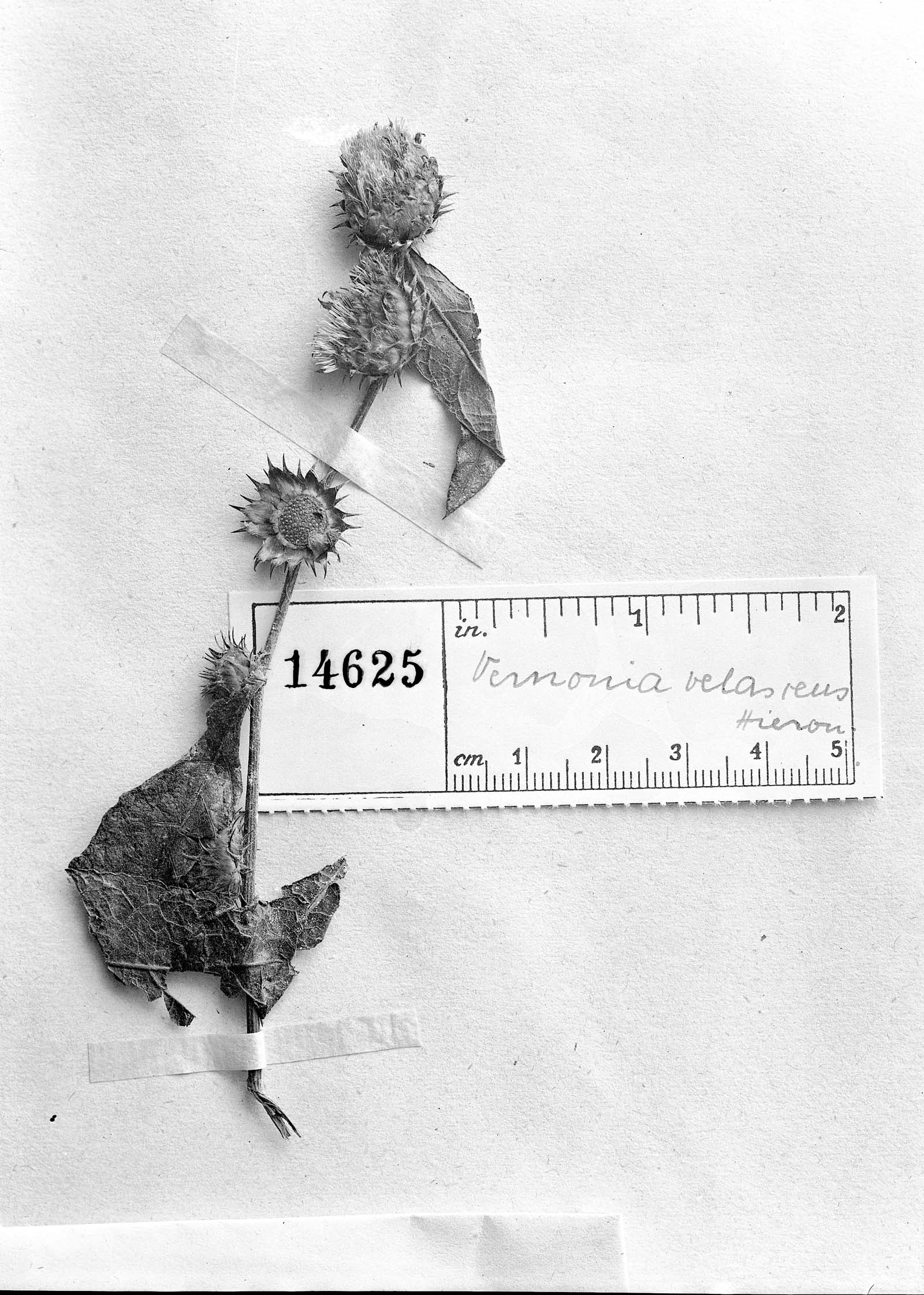 Lessingianthus scabrifoliatus image