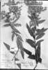 Lepidaploa argyropappa image