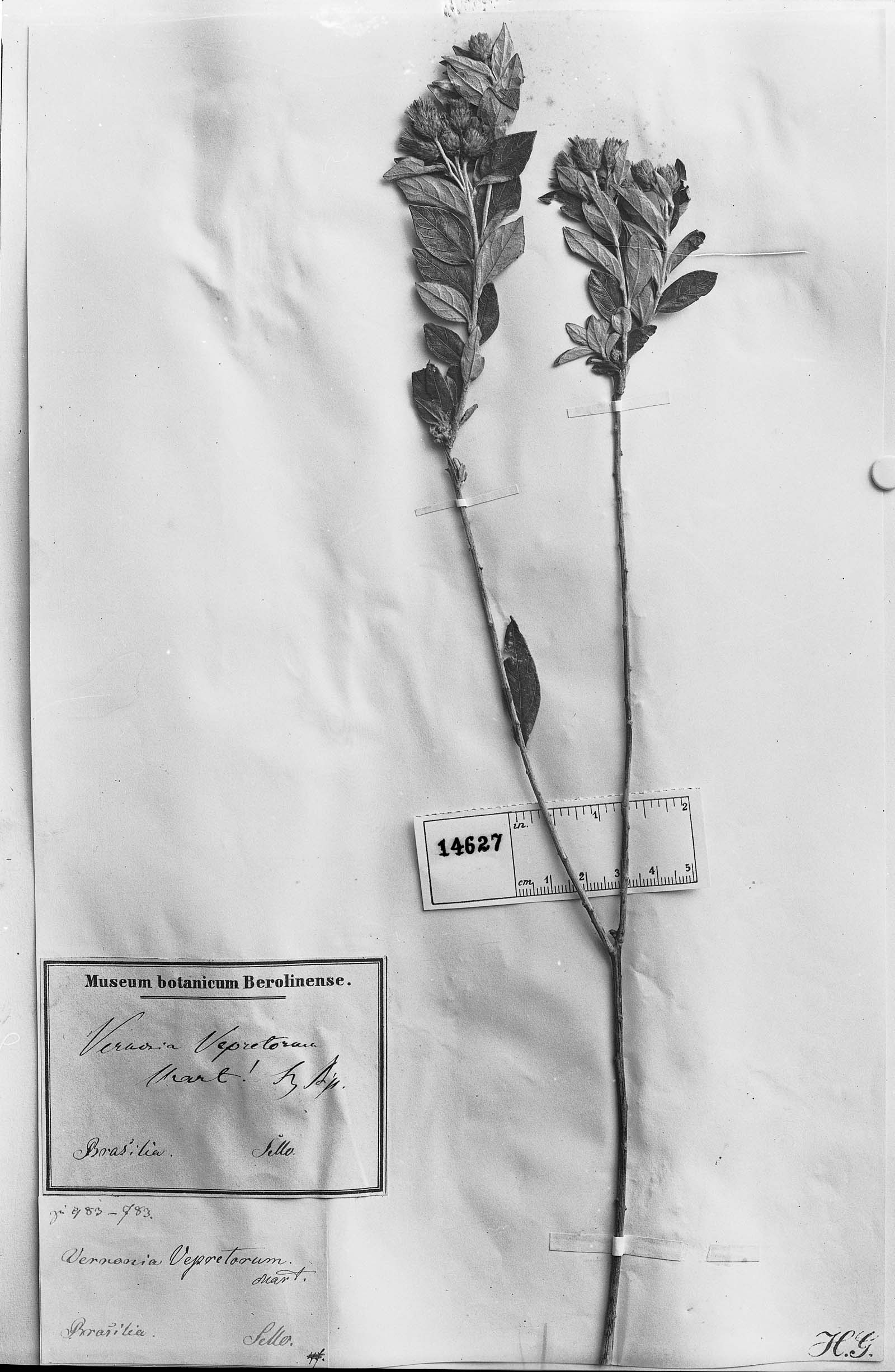 Lessingianthus vepretorum image