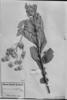 Chrysolaena verbascifolia image