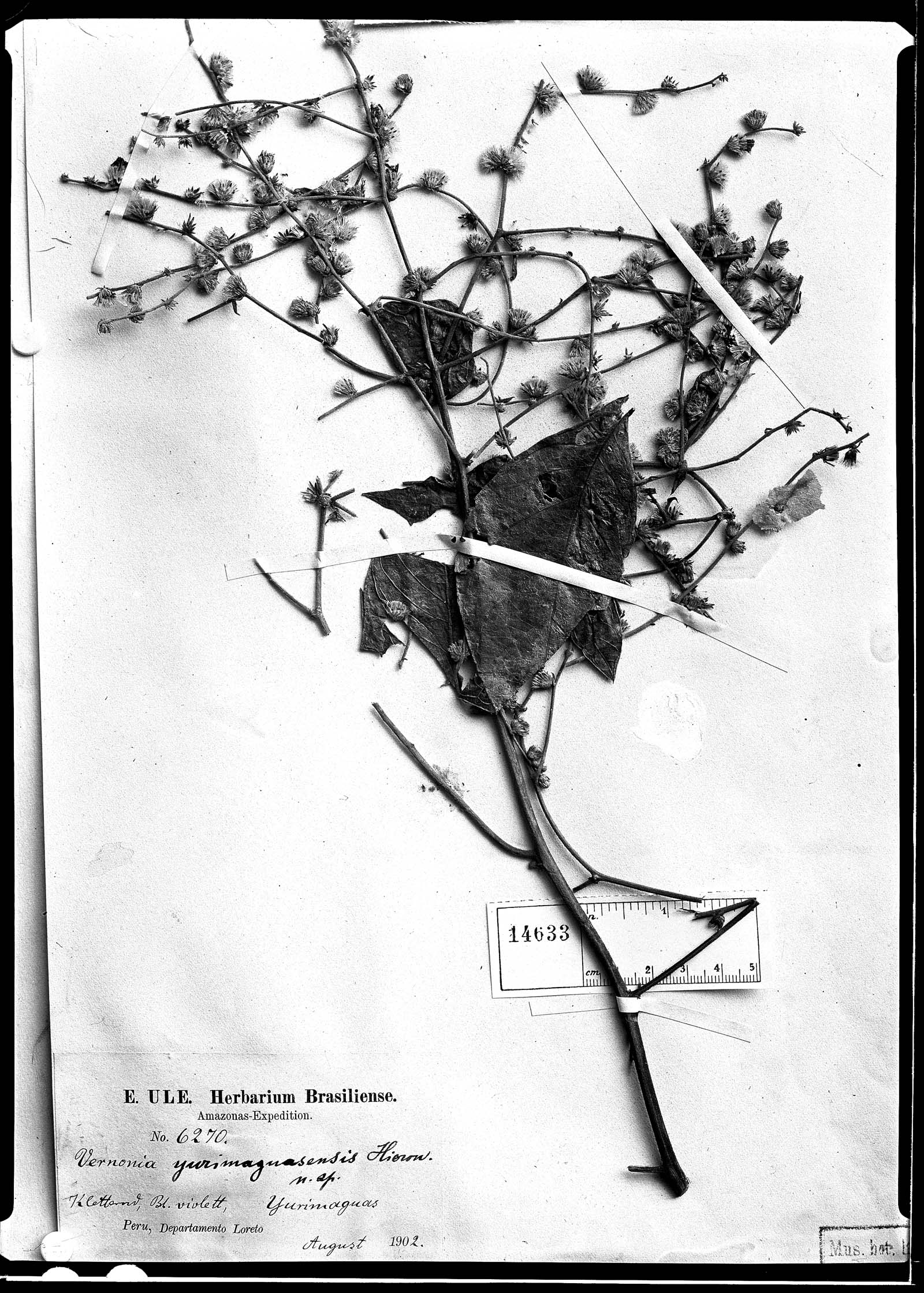 Vernonia yurimaguasensis image