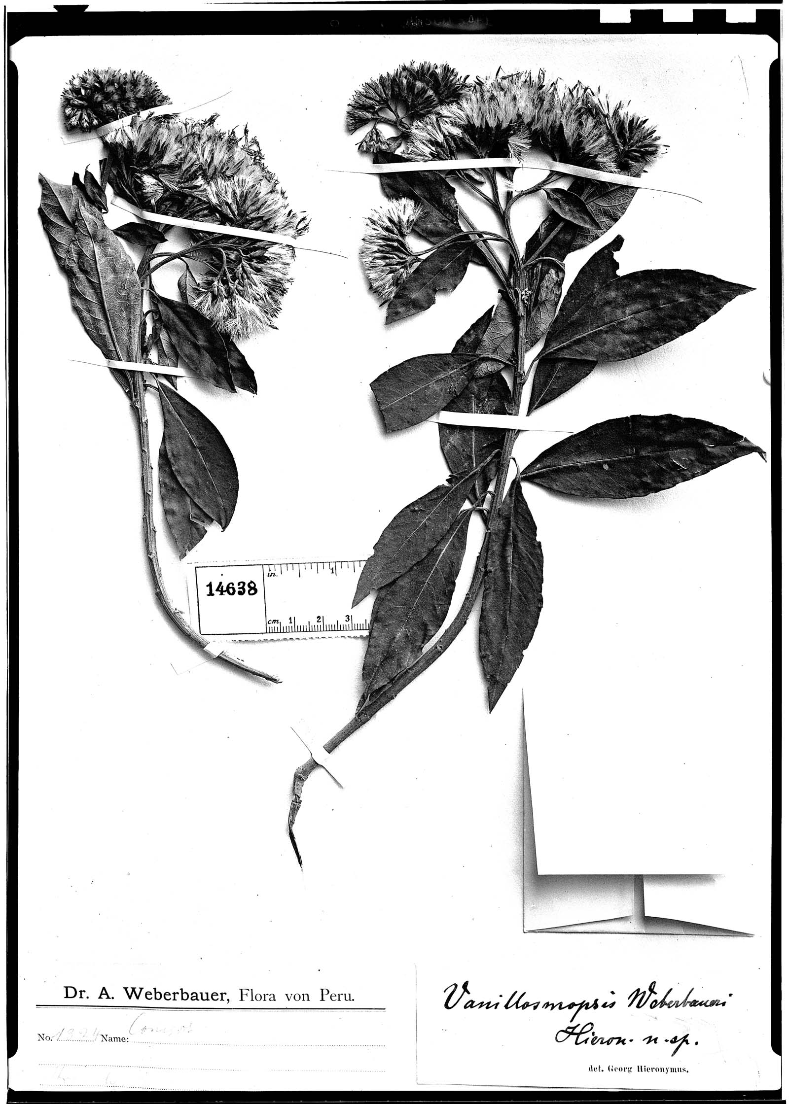 Critoniopsis weberbaueri image