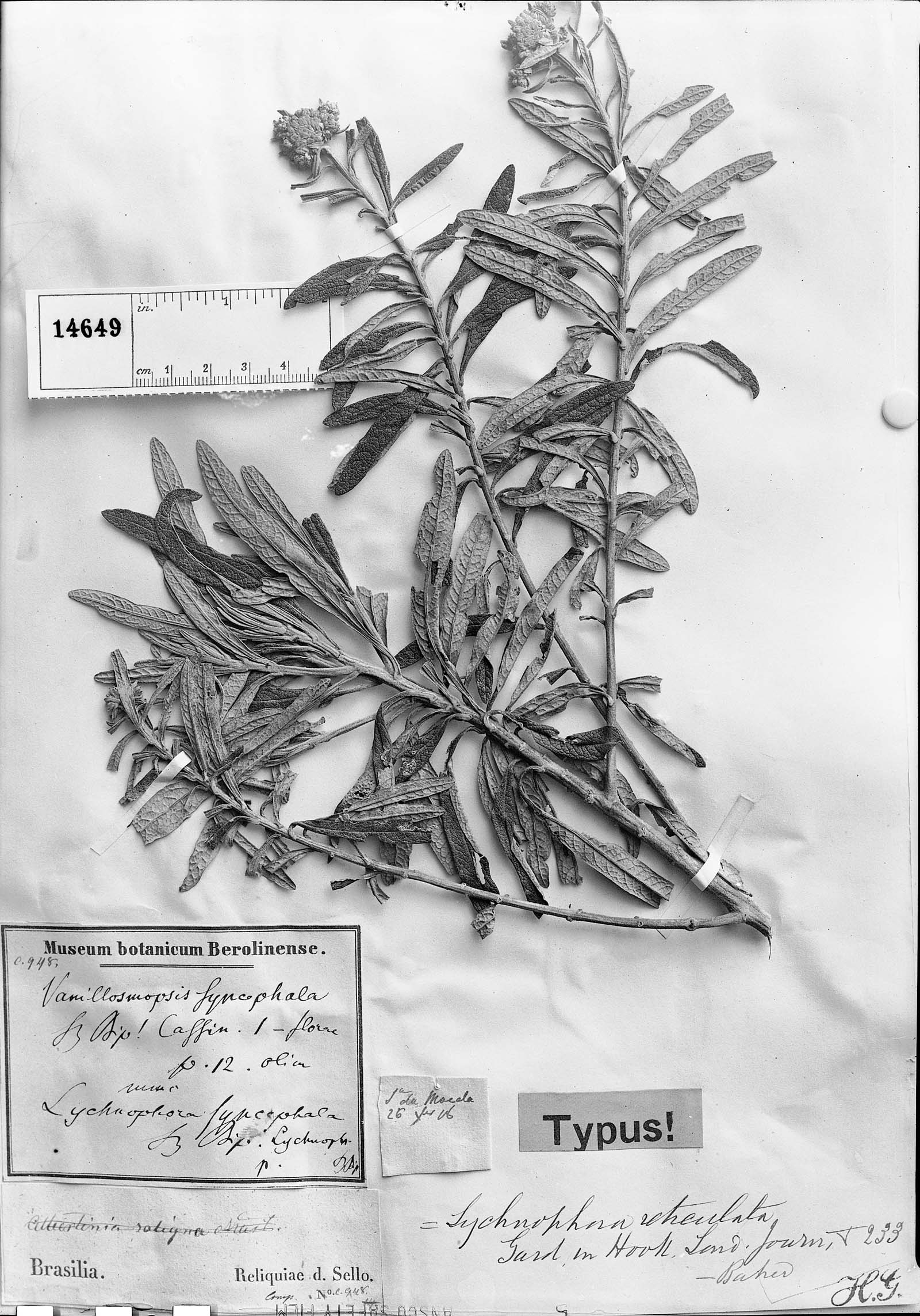 Lychnophora syncephala image