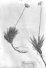 Chresta angustifolia image