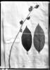 Vernonia poeppigiana image