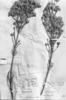 Piptolepis ericoides image