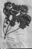 Radlkoferotoma cistifolium image