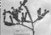 Lychnophora ramosissima image