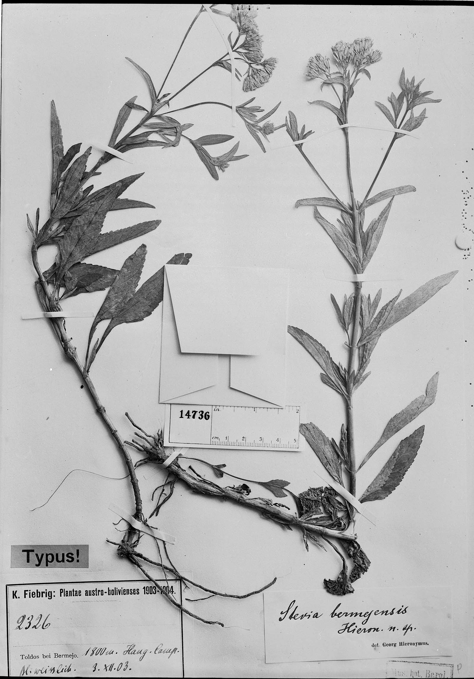 Stevia bermejensis image