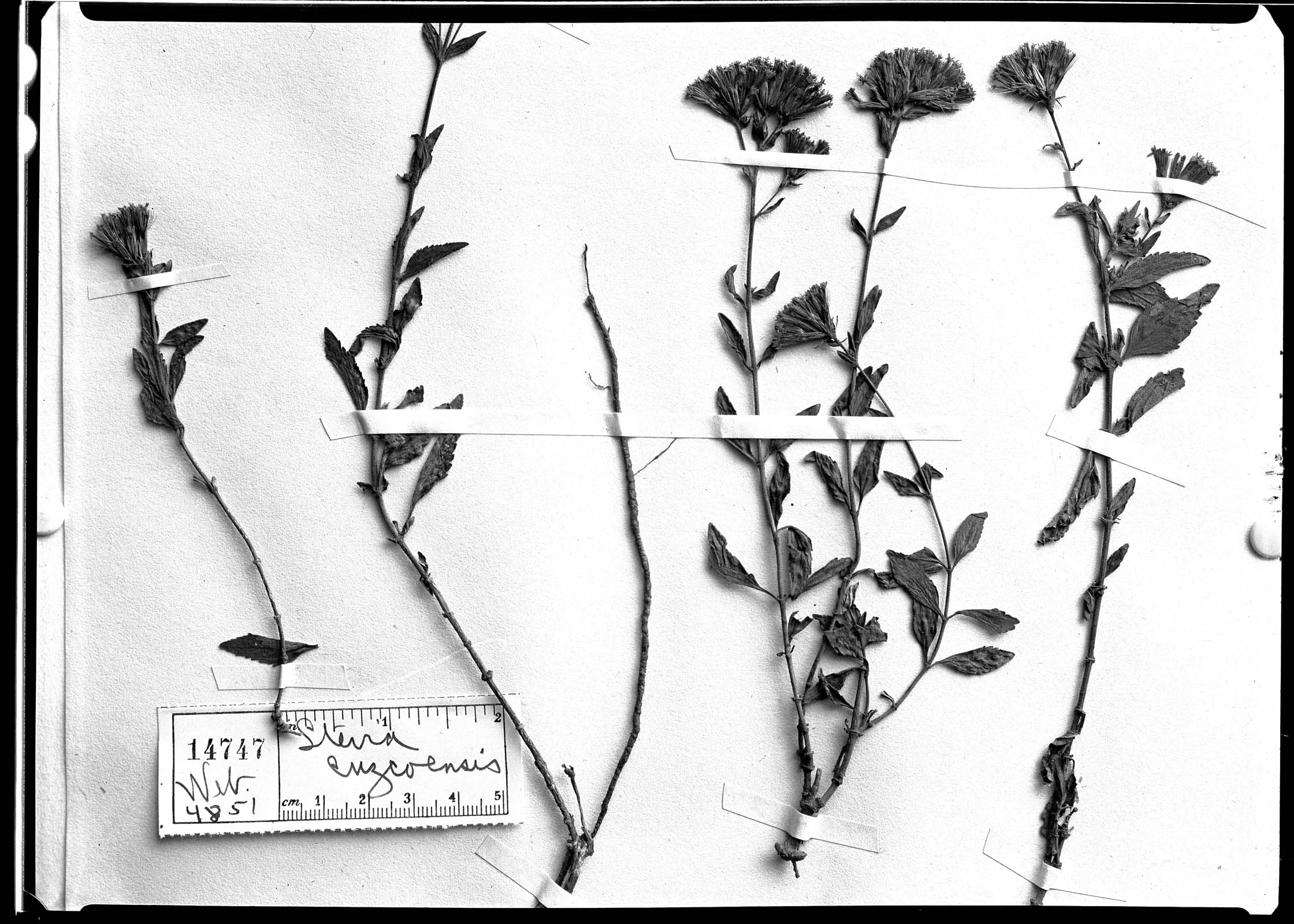 Stevia cuzcoensis image