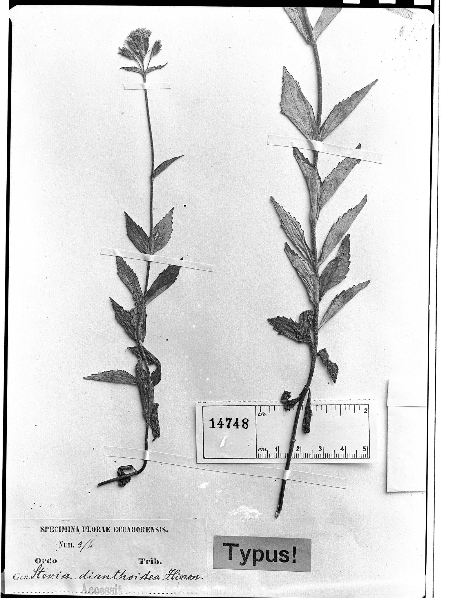 Stevia dianthoidea image
