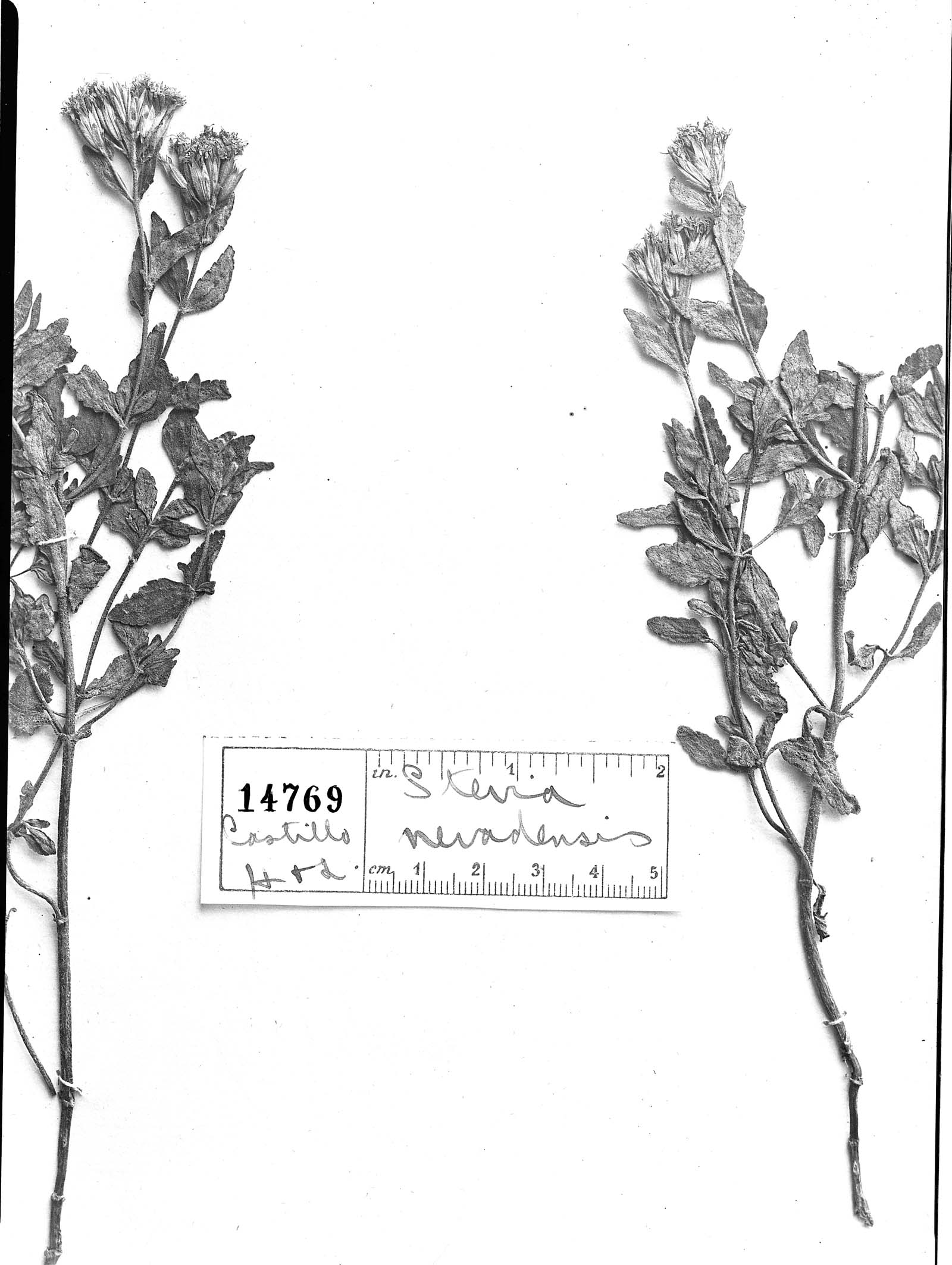 Stevia chamaedrys image