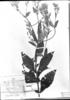 Stevia organensis image