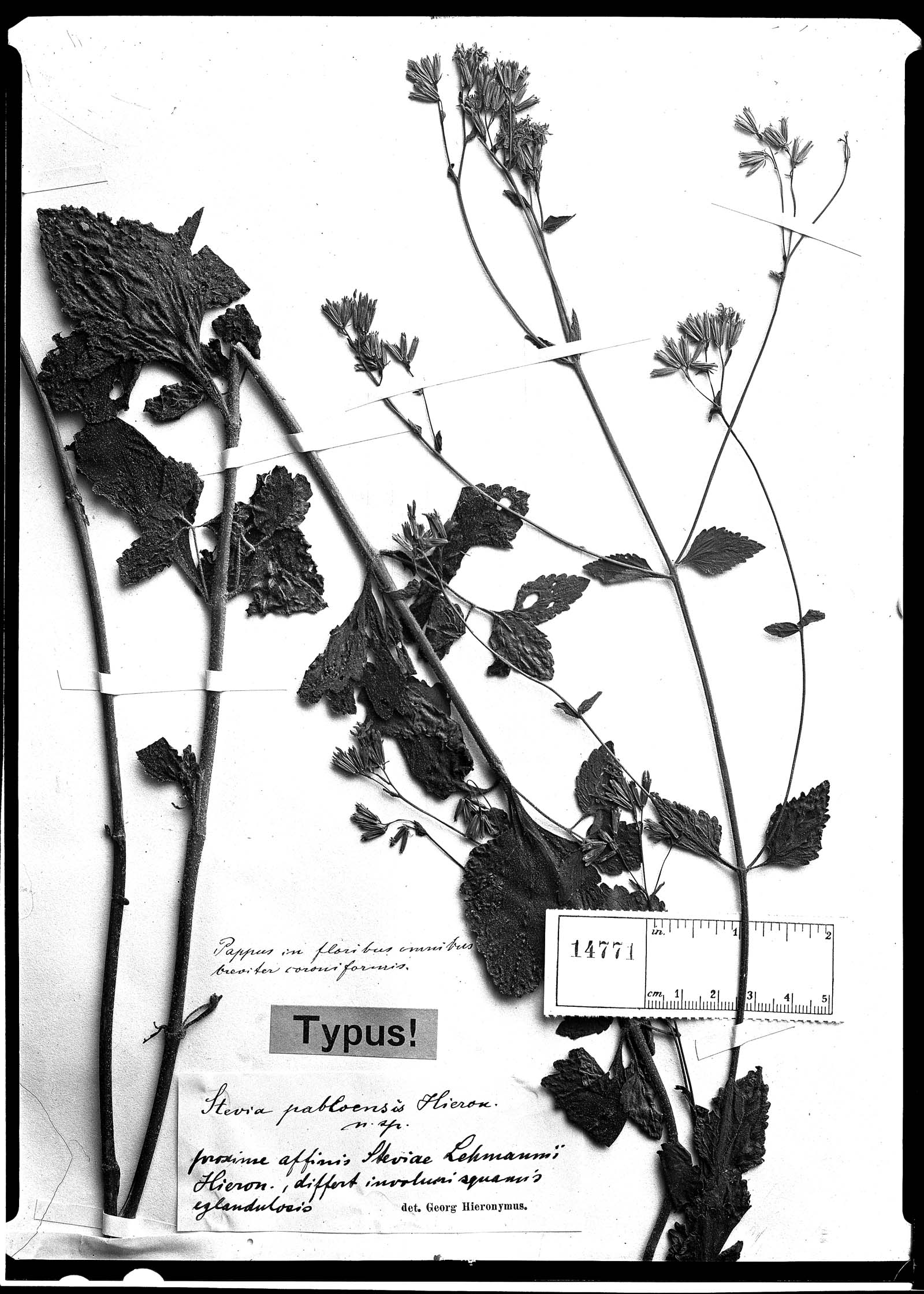 Stevia pabloensis image