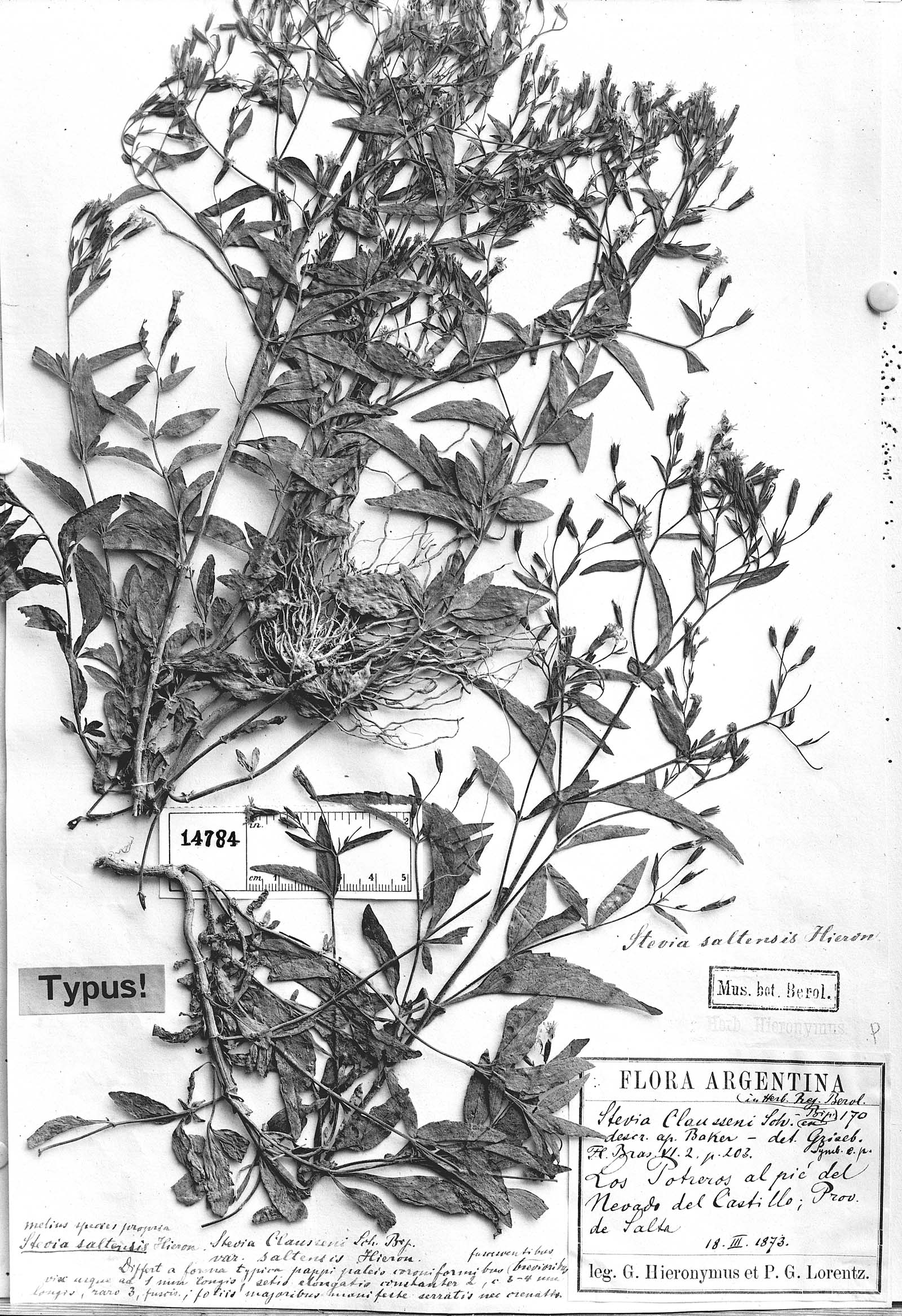 Stevia yaconensis var. saltensis image