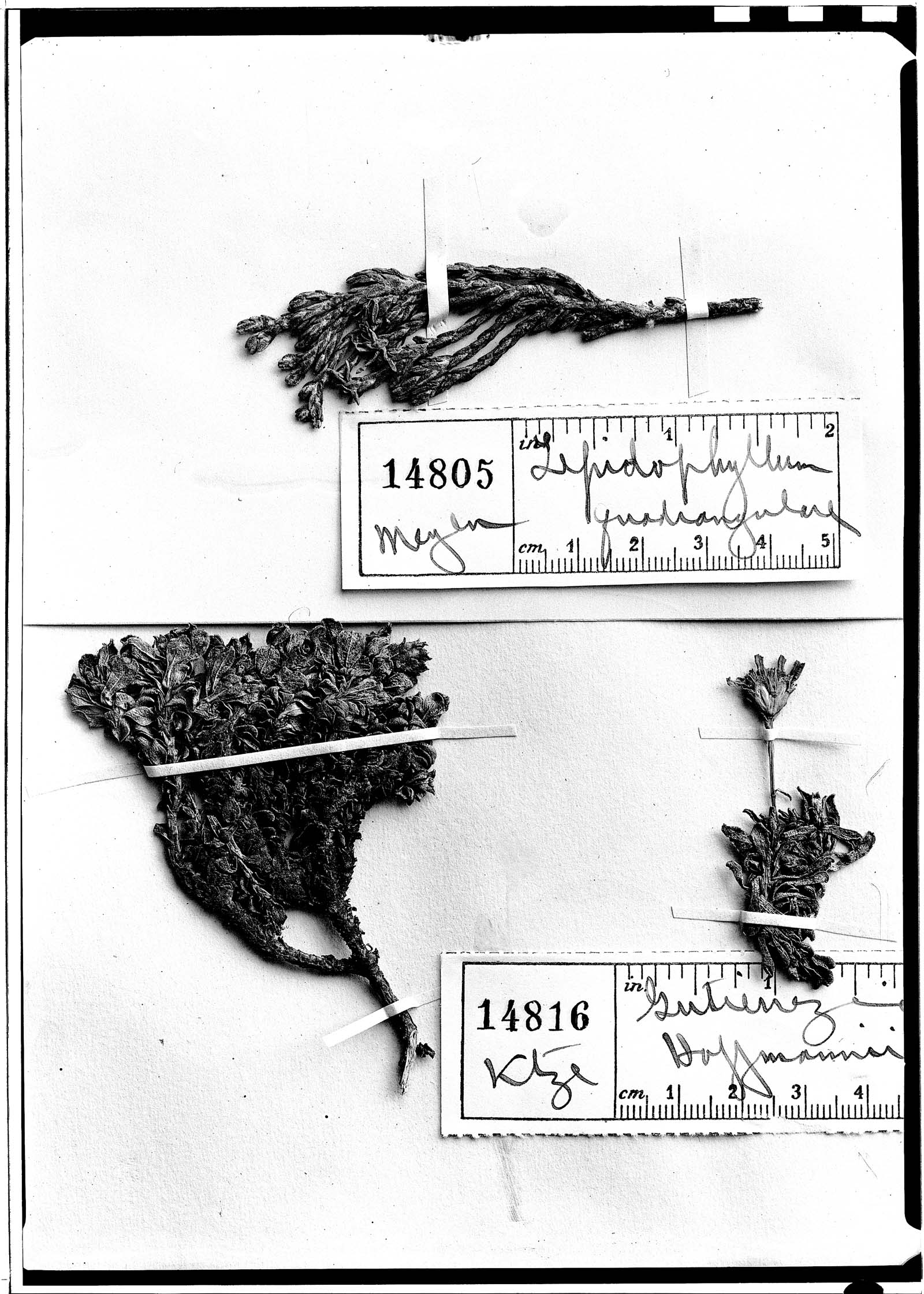 Lepidophyllum quadrangulare image