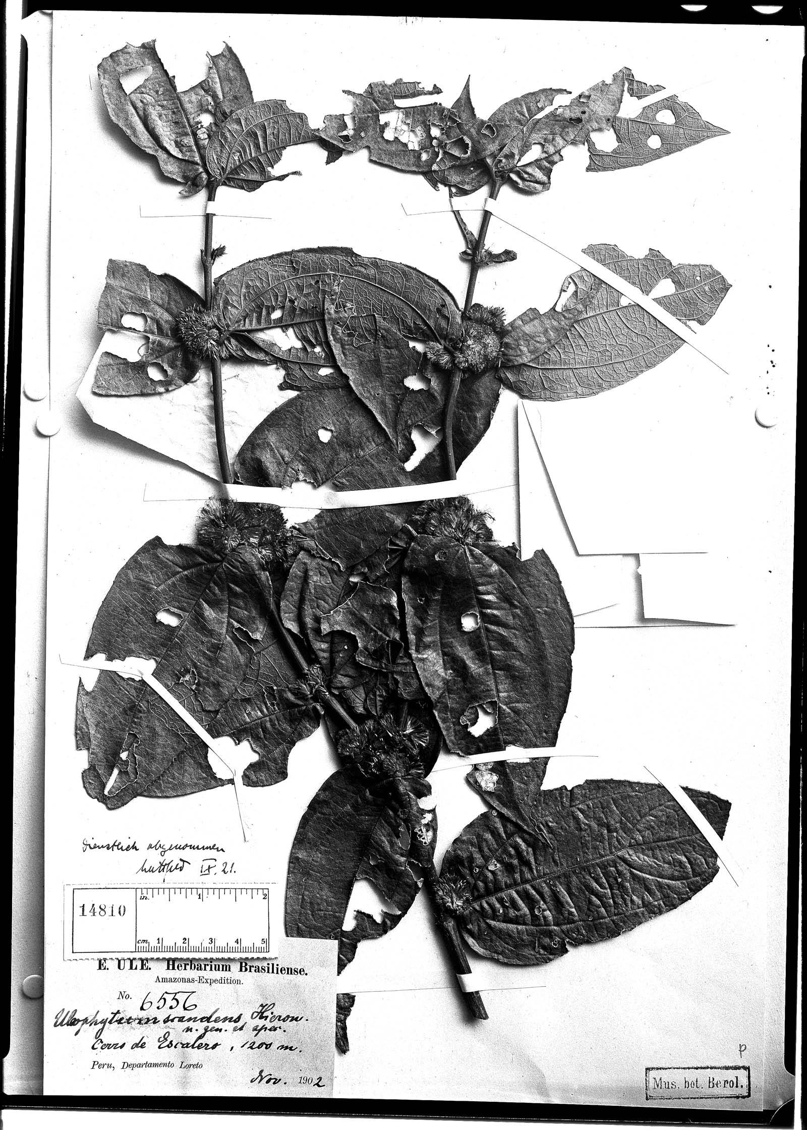 Uleophytum scandens image