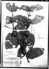 Uleophytum scandens image