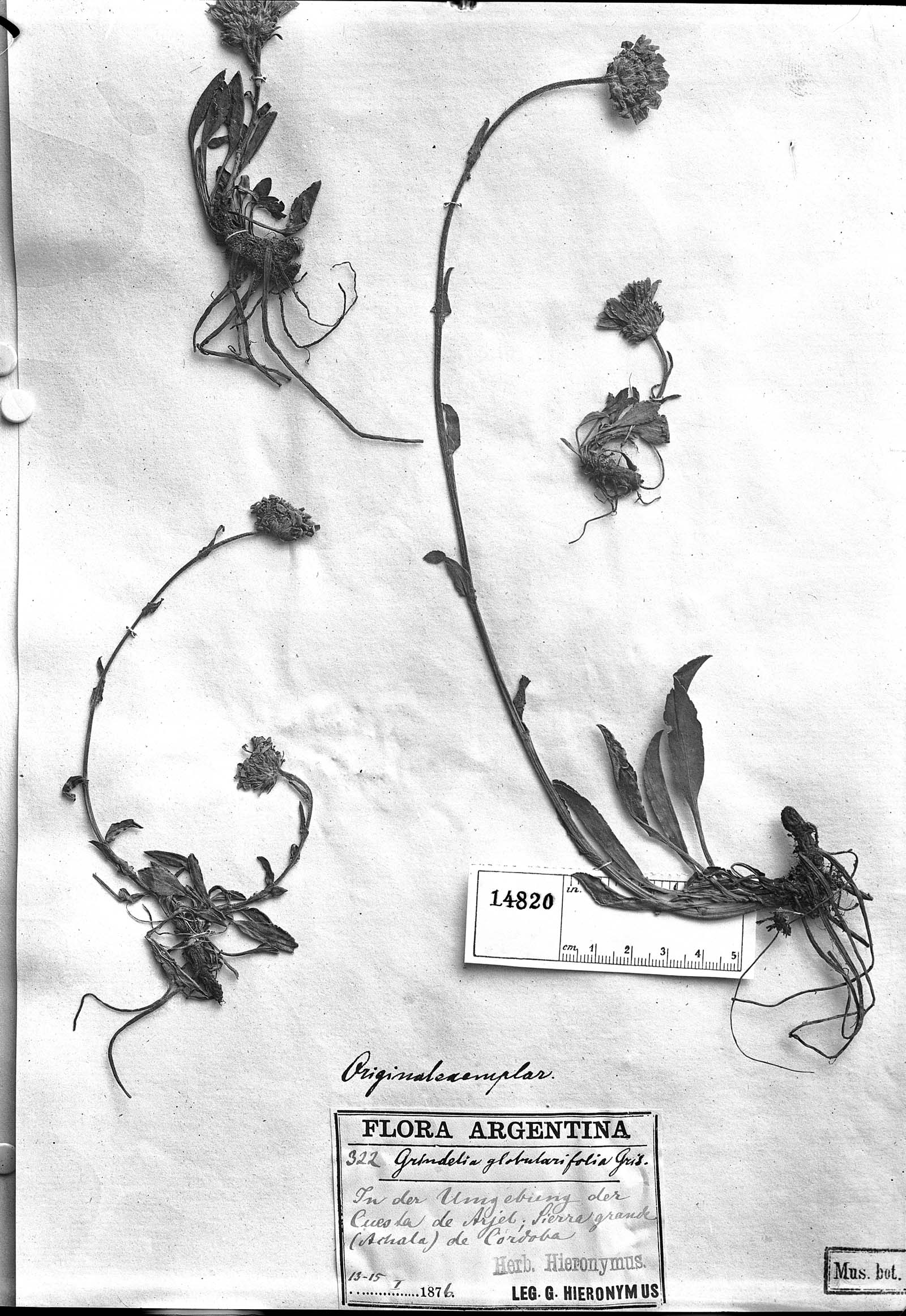 Grindelia globularifolia image