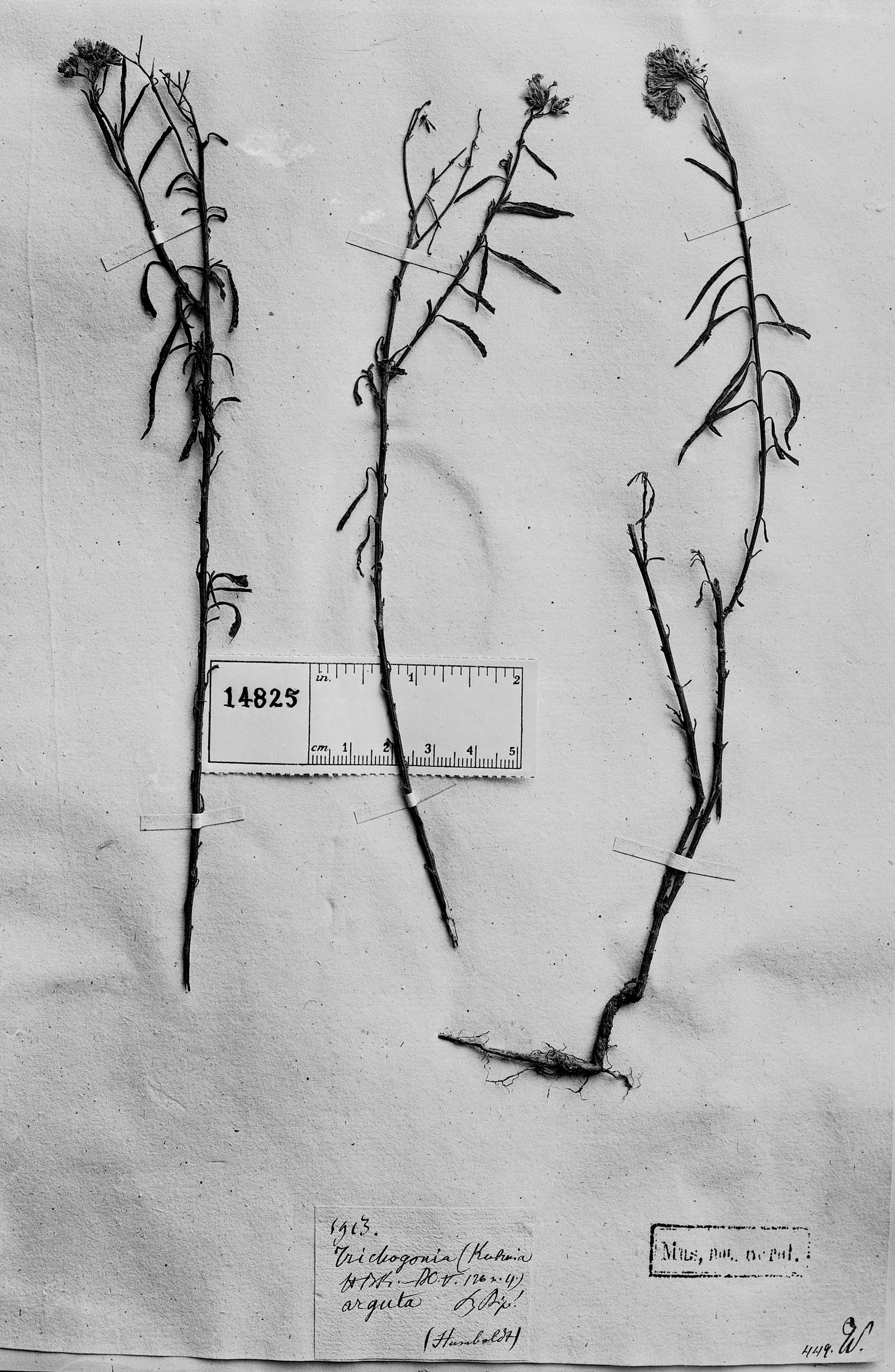 Trichogonia arguta image