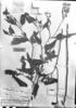 Trichogonia fiebrigii image