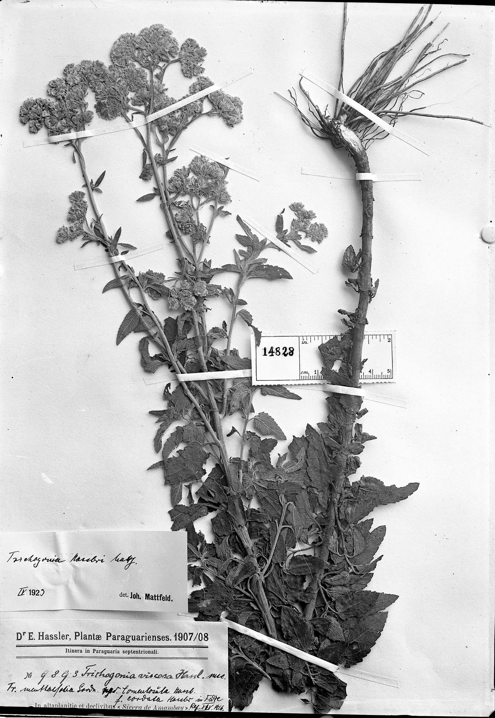 Trichogonia hassleri image