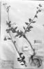 Trichogoniopsis adenantha image